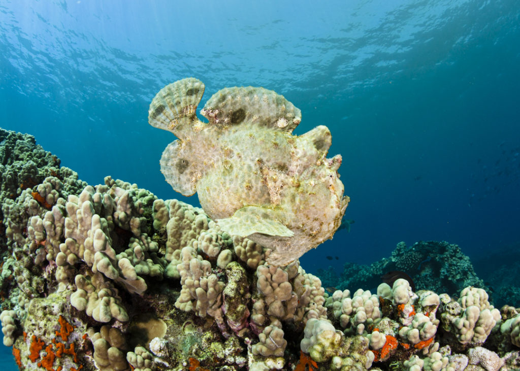 frogfish at Mala Pier in Maui, Hawaii