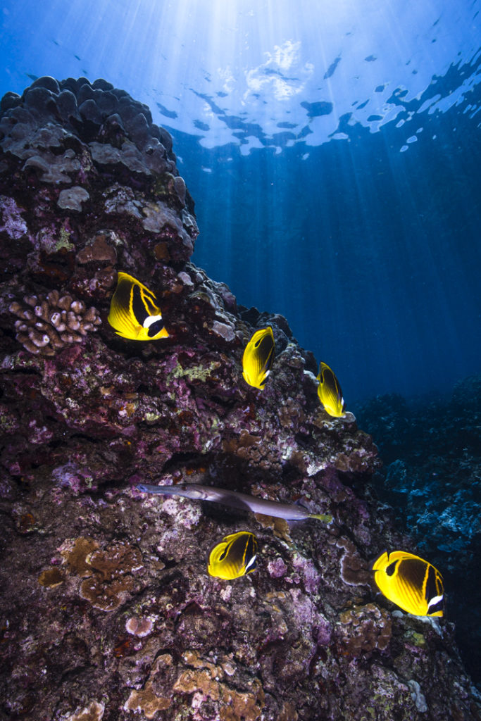 Butterflyfish at Honolua Bay