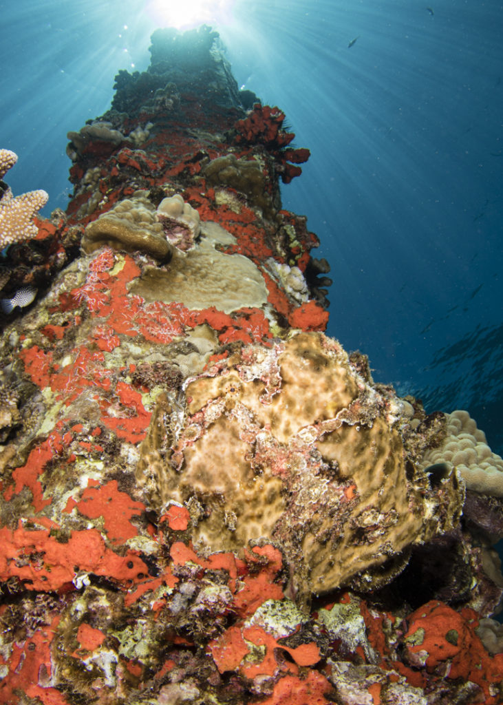 frogfish at Mala Pier in Maui, Hawaii