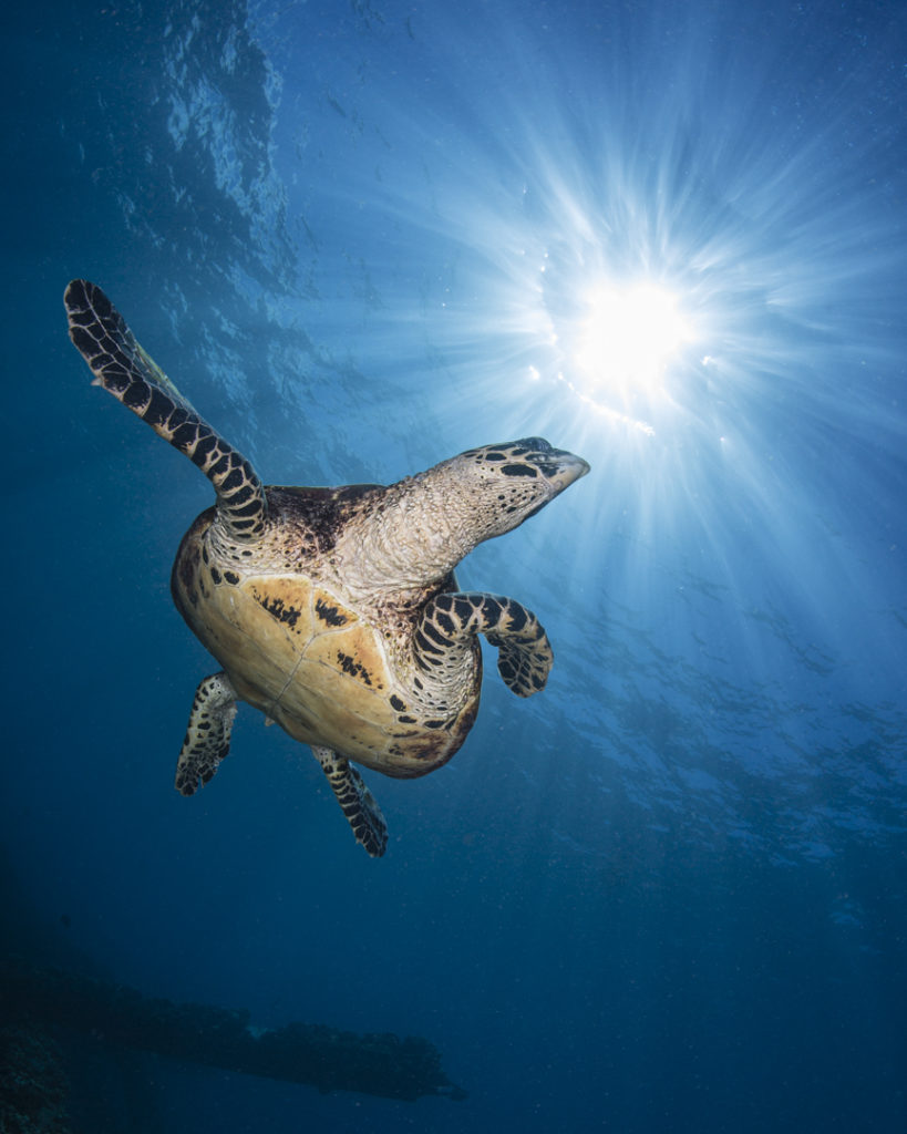 Hawksbill sea turtle in Maui, Hawaii